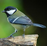 els canvis estacionals en els ocells es manifesten en la coloració i, especialment, en el cant